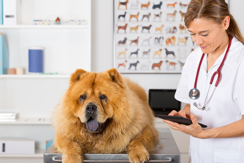Detecting Diabetes in Cats and Dogs