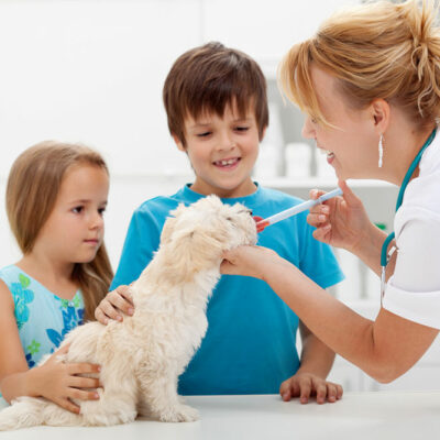 The Pros of Pet insurance