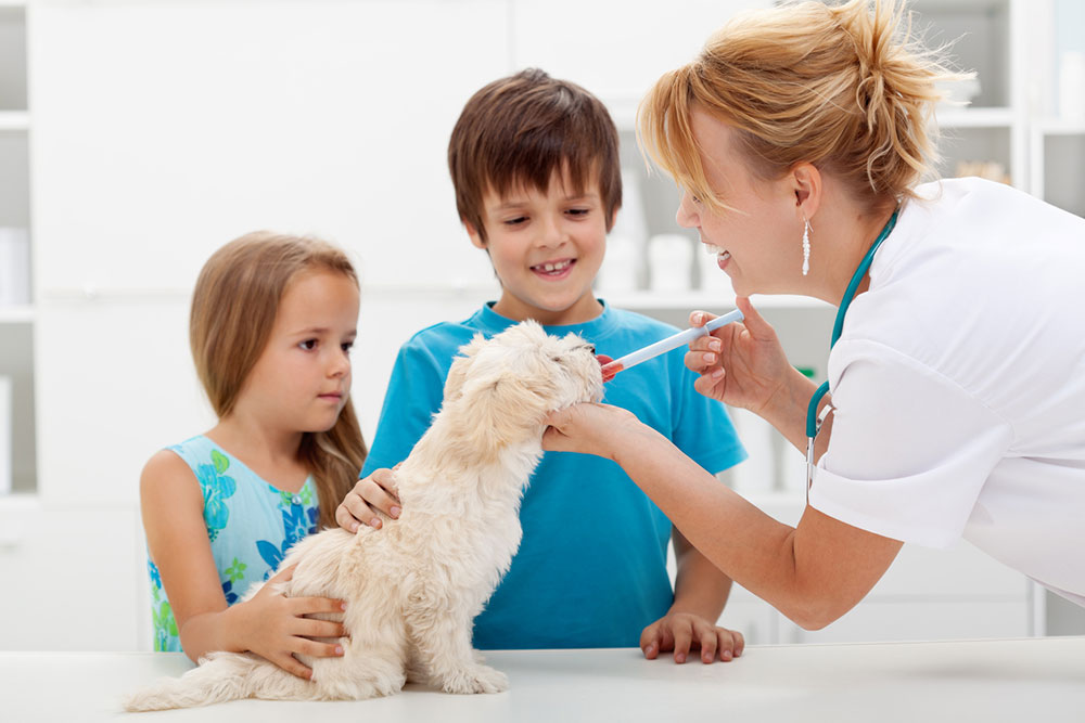 The Pros of Pet insurance