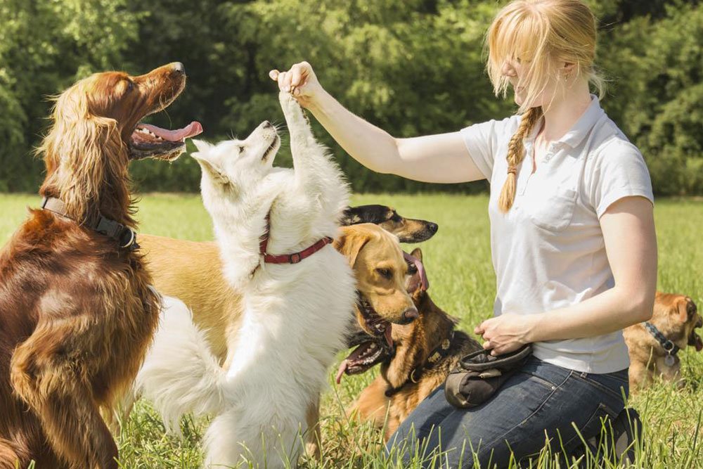 Rabies Prevention Tips for Pets and Owners