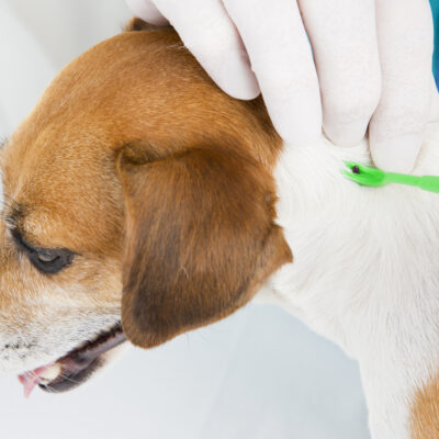 Home Remedies to Prevent Fleas