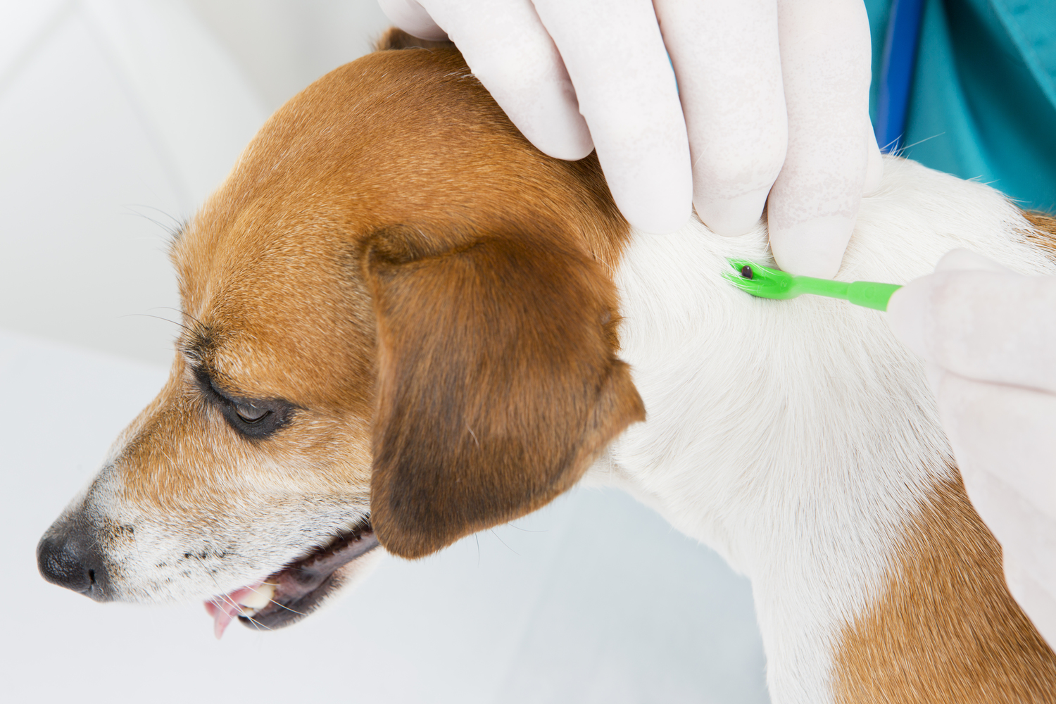 Home Remedies to Prevent Fleas