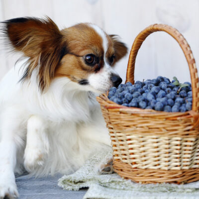 Common Dog Food Allergies
