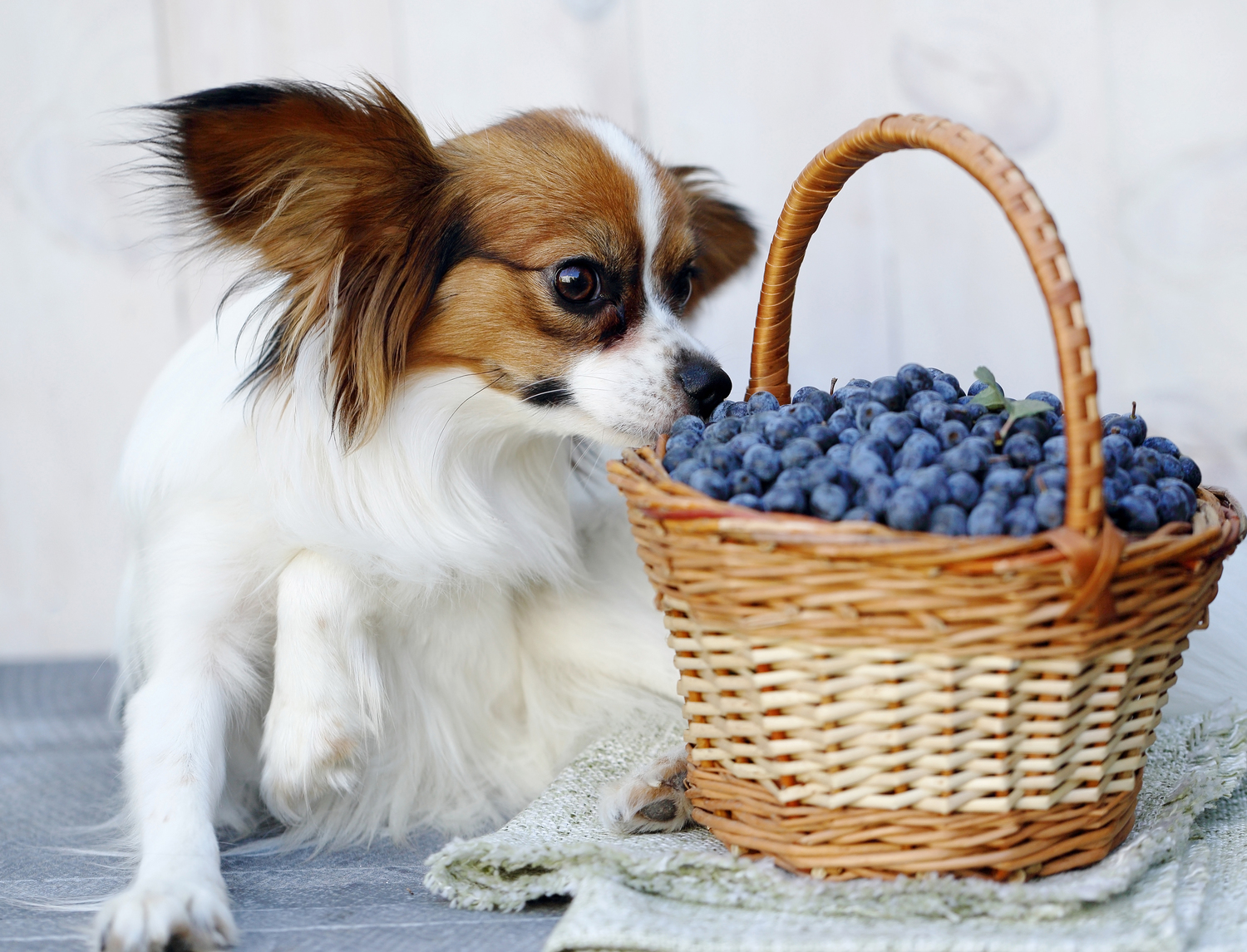 Common Dog Food Allergies